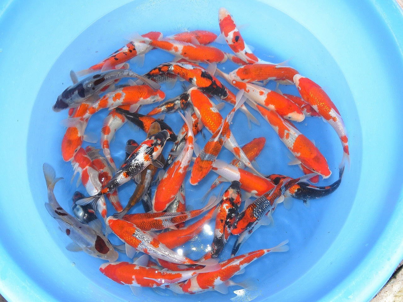 Koi Canada – KoiCanada