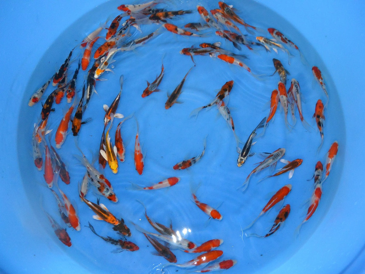 Normal Koi Koi Canada – KoiCanada