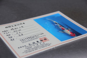 Show Quality Koi