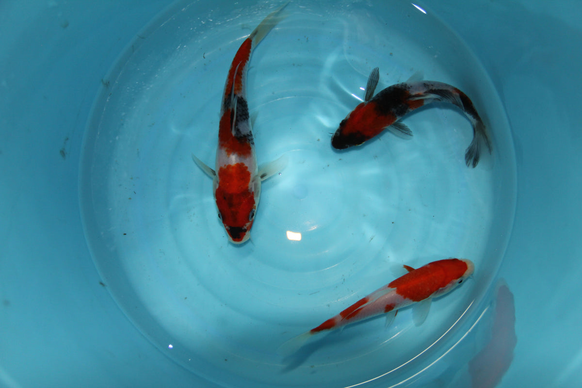 Normal Koi Standard Koi - A Grade – KoiCanada