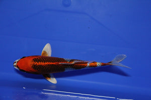 Elite Koi - AAA Grade