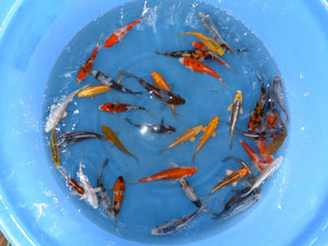 Standard Koi - A Grade